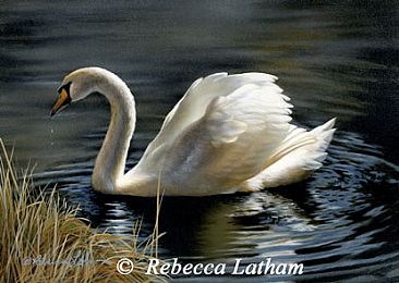 Mute Swan Study I - Mute Swan by Rebecca Latham