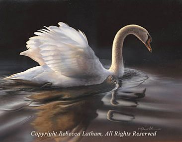 Muted Reflection - Mute Swan by Rebecca Latham