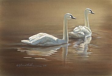 On Golden Pond - Trumpeter Swans - Trumpeter Swans by Rebecca Latham