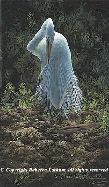 Preening Beauty - Great Egret - Great Egret by Rebecca Latham