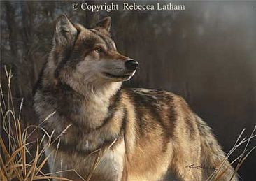 Wilderness Stalker - Timberwolf - Timberwolf by Rebecca Latham