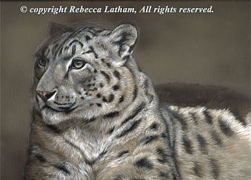 Snow Leopard Portrait - Snow Leopard by Rebecca Latham