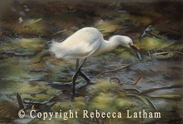 Snowy Egret - Snowy Egret by Rebecca Latham
