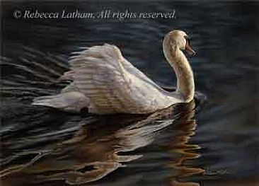 Shy - Mute Swan - Mute Swan by Rebecca Latham