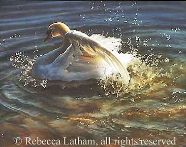 Sundance - Mute Swan - Mute Swan by Rebecca Latham