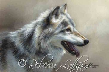 Timberwolf - Wolf by Rebecca Latham