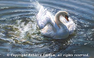 Water Ballet - Mute Swan - Mute Swan Bathing by Rebecca Latham