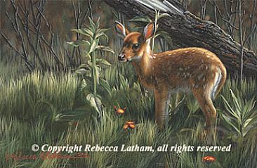 Young One - Whitetail Fawn - Whitetail Fawn by Rebecca Latham