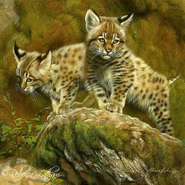 Explorers - Bobcat Kittens - Bobcat Kittens by Rebecca Latham