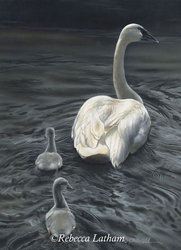 Tagalongs - Trumpeter Swans - Trumpeter Swans by Rebecca Latham
