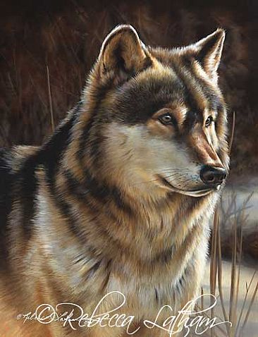 Morning - Timberwolf - Timberwolf by Rebecca Latham