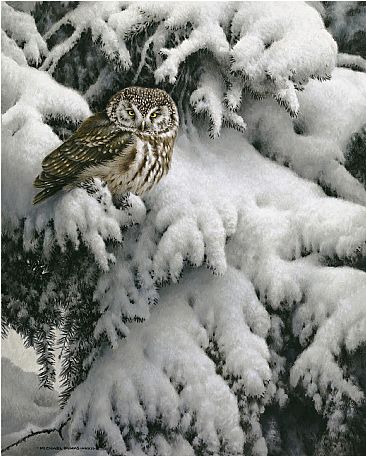 Winter Silence - Boreal Owl by Michael Dumas
