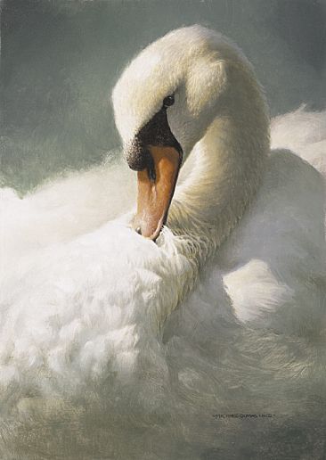 White Light - Mute Swan by Michael Dumas