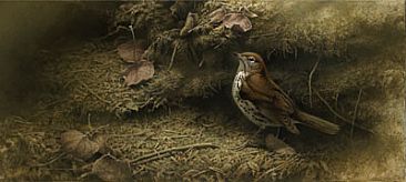 Echo of a Song - Wood Thrush by Michael Dumas