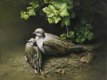 First Born - Mourning Doves by Michael Dumas