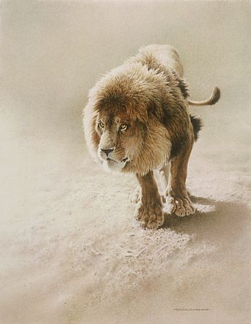 Freedom Dream - African Lion by Michael Dumas