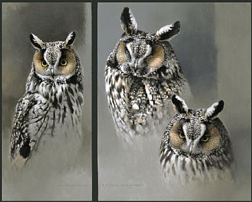 Long-eared Owl study -  by Michael Dumas