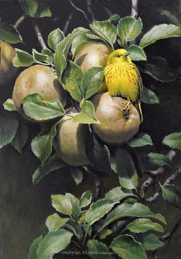 High Summer  - Yellow Warbler by Michael Dumas
