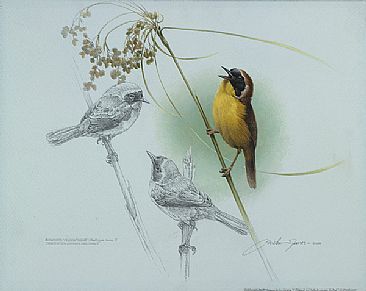 Yellowthroat Warbler Study -  by Michael Dumas