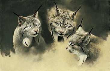 Lynx in Three Aspects - Canada Lynx by Michael Dumas