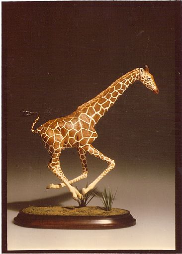 Galloping Giraffe - Reticulated Giraffe by Dorcas MacClintock