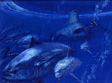 Bluefin Ranching Future  sketch - Bluefin Tuna by Stanley Meltzoff