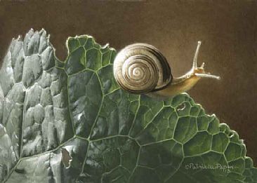 Brown Lipped Snail - Snail by Patricia Pepin
