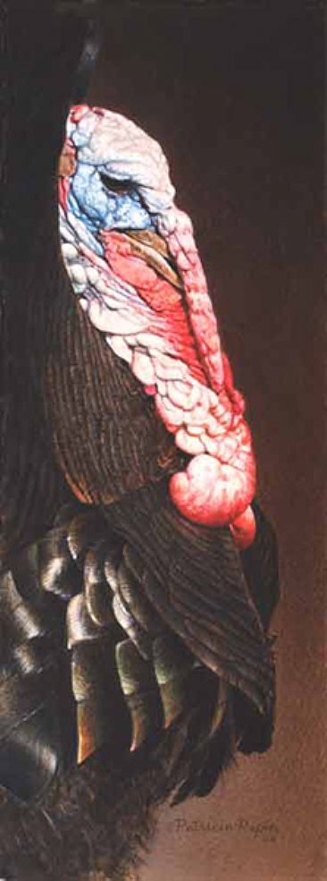 Blushing Tom - Turkey by Patricia Pepin