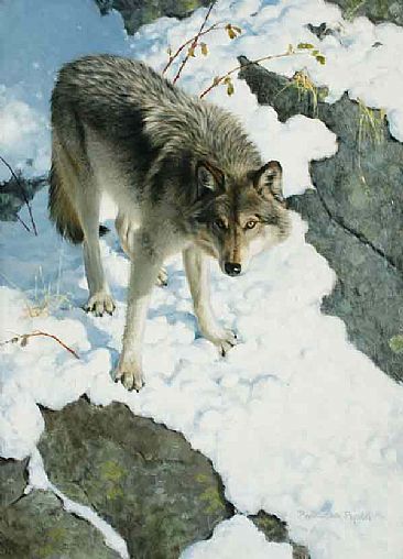 Cold Trail - wolf by Patricia Pepin