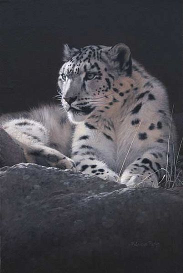 Far away eyes - Snow lepard by Patricia Pepin