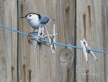 Hung out to dry - White-breasted Nuthatch by Patricia Pepin