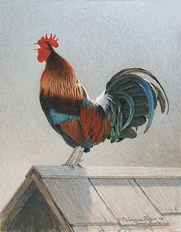 Morning Call - Rooster by Patricia Pepin