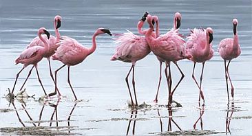 Nakuru Flamingos - Flamingos by Patricia Pepin