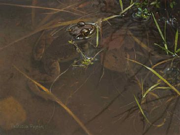 Phase - Frog by Patricia Pepin