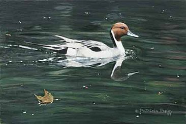 Pintail - Pintail Duck by Patricia Pepin