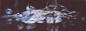 Slumber Island - Canada Geese by Patricia Pepin