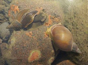 Swamp Lymnea - Snail by Patricia Pepin