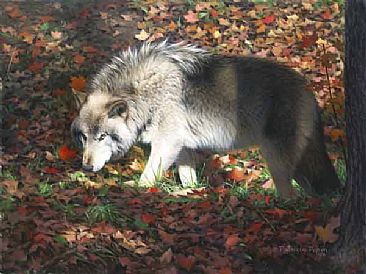The Look - Wolf by Patricia Pepin
