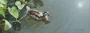 Woodduck in Pikerel Weed - Woodduck by Patricia Pepin