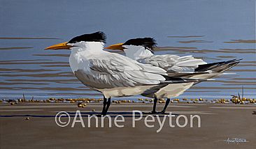 Beach Boys - Royal Terns by Anne Peyton
