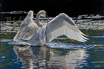 Morning Glory - Trumpeter Swan by Anne Peyton
