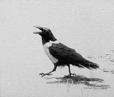 PASTOR--PIED CROW - Corvus alba by Carel Brest van Kempen