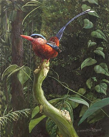 RED-BREASTED PARADISE KINGFISHER -  by Carel Brest van Kempen