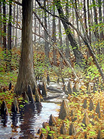 Battle Creek Cypress Swamp -  by Stephen Quinn