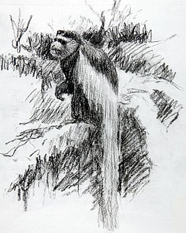 Colobus Monkey - Colobus Monkey by Stephen Quinn