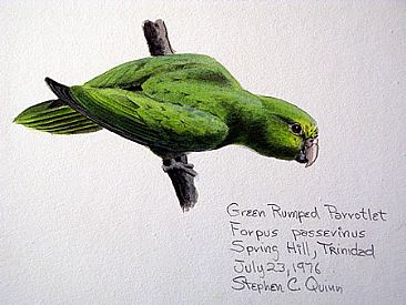Green-rumped Parrotlet -  by Stephen Quinn