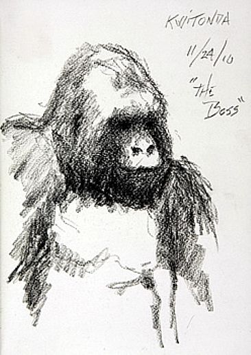 Kwitonda - Silverback Mountain Gorilla by Stephen Quinn
