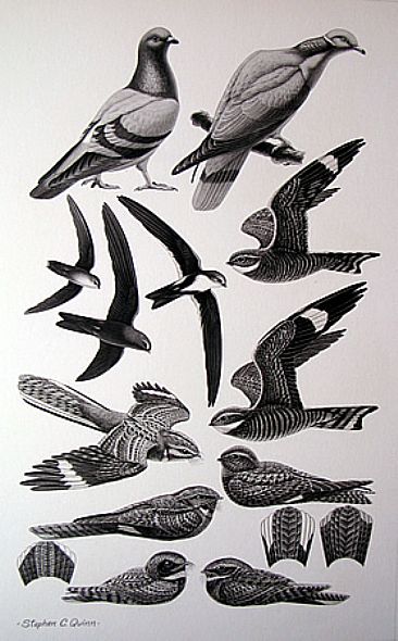 Pigeons, Swifts, & Nightjars. From Harper & Row's  -  by Stephen Quinn