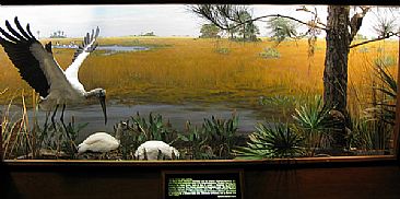 Wood Stork Diorama, Hall of North American Birds, AMNH  - Plant models collected and botanical models fabricated to duplicate Everglades sawgrass ecosystem. by Stephen Quinn