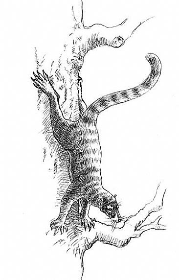 Chriacus - Eocene arboreal carnivore. -  by Stephen Quinn